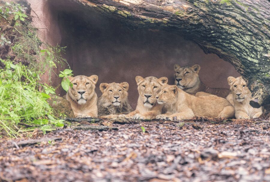 1-day ticket for Schwerin Zoo - Schwerin Zoo in a natural setting: what “25 hectares” means for your day