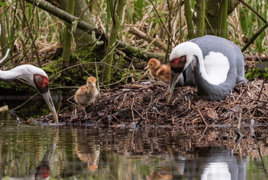 1-day ticket for Schwerin Zoo - Who should book Schwerin Zoo?