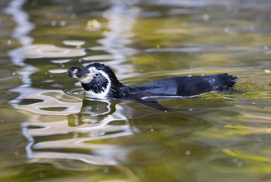 1-day ticket for Schwerin Zoo - Should you book? My honest take