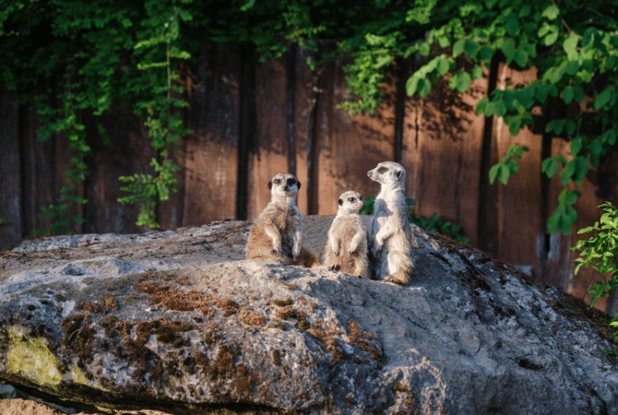 1-day ticket for Schwerin Zoo - Starting at the Red List Center: your best “first stop” move