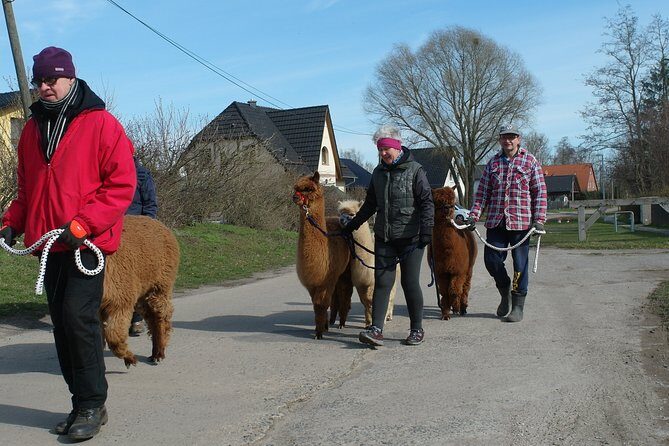 Alpaca hike in the Barnimer Feldmark - Key Takeaways Before You Go