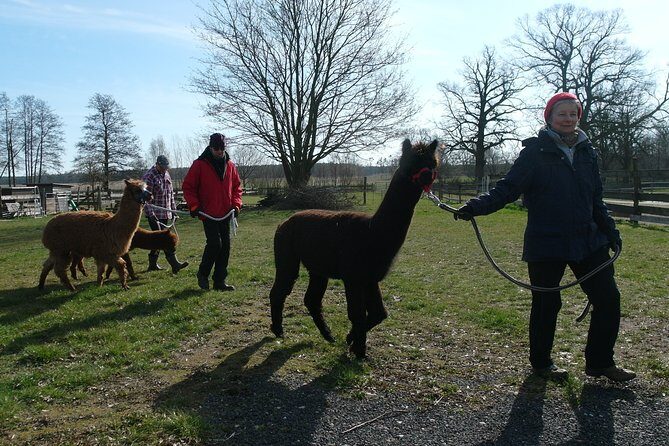 Alpaca hike in the Barnimer Feldmark - The Briefing and Halmeter Moment: Learning before walking