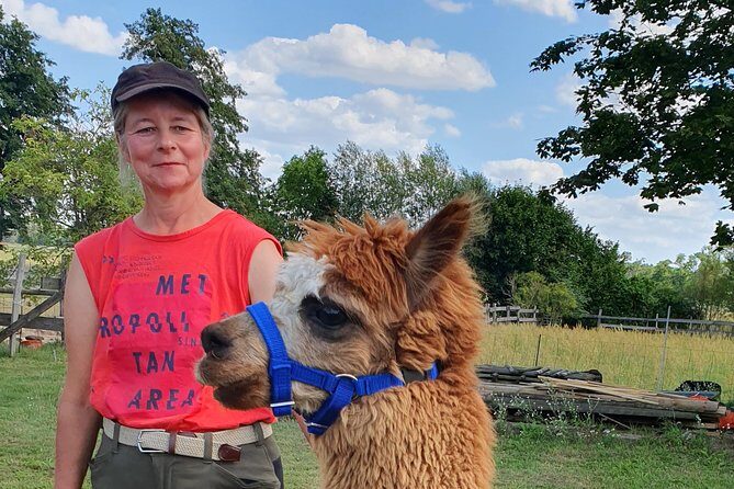 Alpaca hike in the Barnimer Feldmark - The Hike Through Barnimer Feldmark: 60 to 90 minutes at alpaca speed