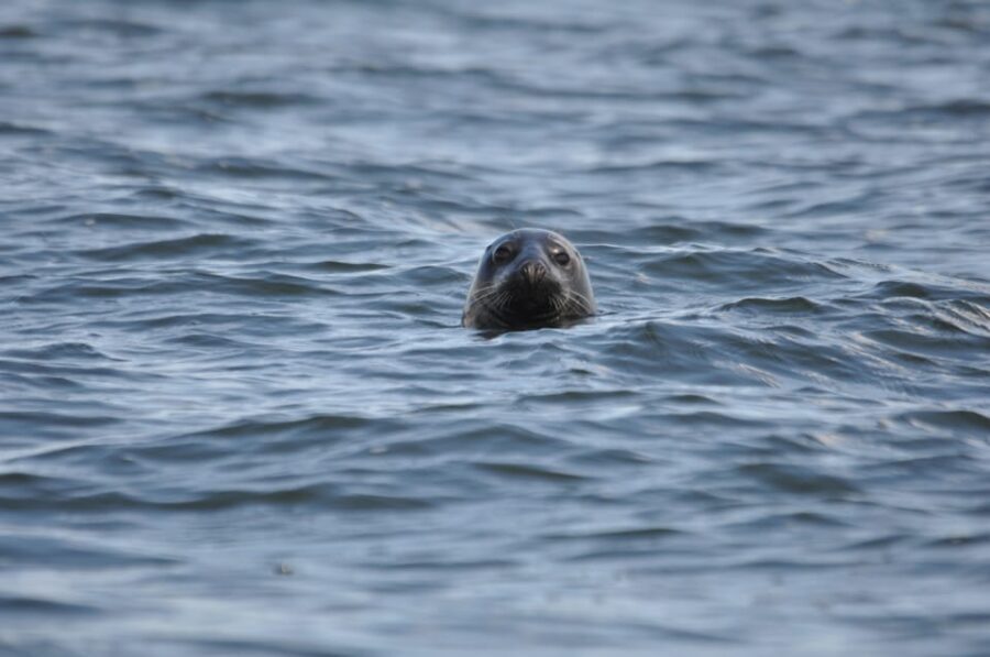 Baabe on Rügen: Seal-Spotting Cruise in the Baltic - Key highlights I’d build my day around