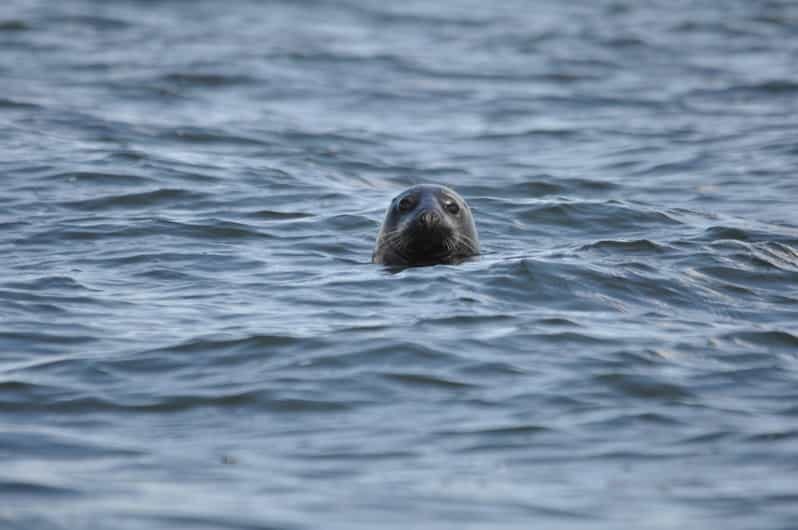 Baabe on Rügen: Seal-Spotting Cruise in the Baltic - Boarding MS Kleine Freiheit in Baabe: the start that sets expectations