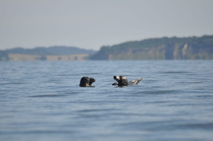Baabe on Rügen: Seal-Spotting Cruise in the Baltic - What might go wrong: the reality of seal spotting