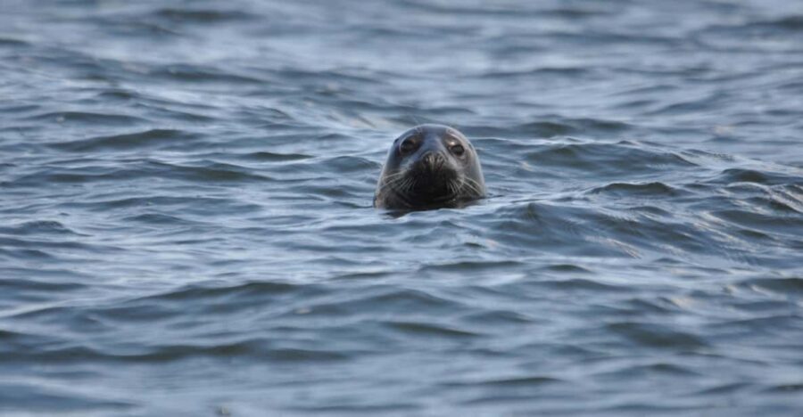 Baabe on Rügen: Seal-Spotting Cruise in the Baltic - The marine biologist talk: gray seals, history, and why monitoring matters