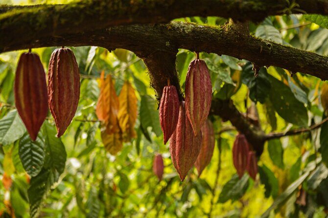 Bean to Bar Chocolate Mini Tasting in Bonn - What you taste: bean-to-bar variety in a warehouse sale