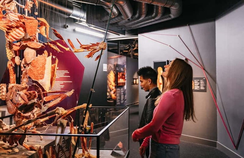 Berlin: Tickets for the BODY WORLDS Museum in Berlin - Watch-outs: kids, audio hiccups, and condition of exhibits