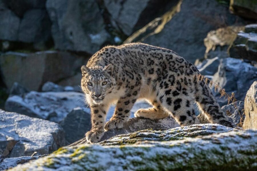 Berlin: Tickets for the Tierpark in East Berlin - Vari Forest walk-through: close encounters in the middle of the zoo