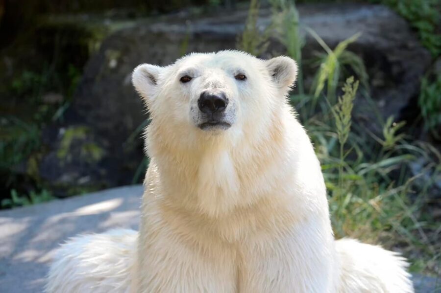 Berlin: Tickets for the Tierpark in East Berlin - Price, timing, and value: is $24 a fair deal?