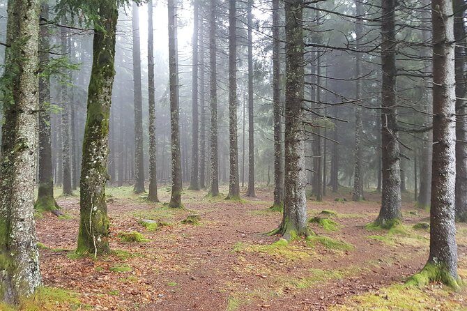 Black Forest Tour by car: Baden-Baden to Freiburg or vice versa - A private day from Baden-Baden to Freiburg (or back)