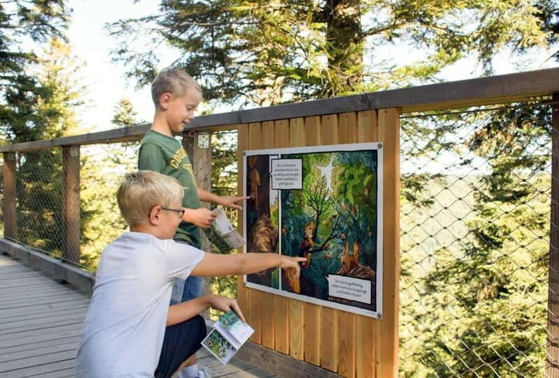 Black Forest: Treetop Walk & Lookout Tower Experience - The Sommerberg treetop trail: 20 meters up, 1,250 meters long