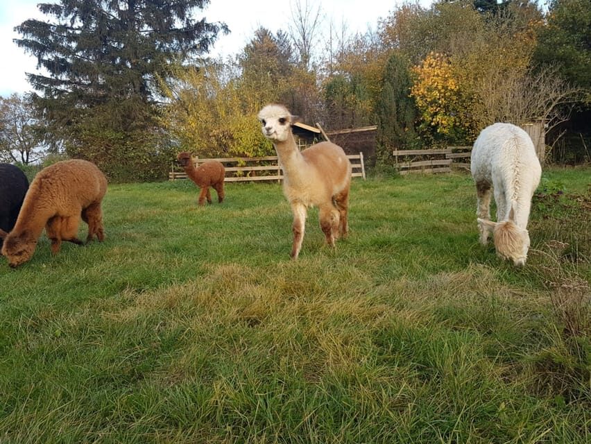 Braunschweig: Alpaca Trekking Tour - Key things to know before you go