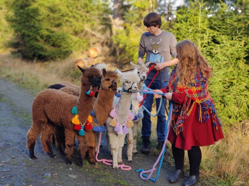 Braunschweig: Alpaca Trekking Tour - The 5-minute safety briefing that makes the rest of the tour better