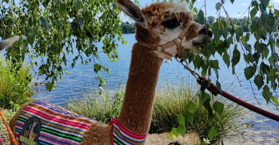 Braunschweig: Alpaca Trekking Tour - The 75-minute hike: riverside views, Lake Südsee options, and a calm pace
