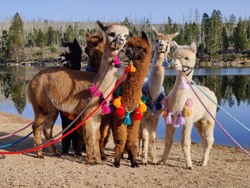 Braunschweig: Alpaca Trekking Tour - Meet the herd personalities: selfies plus Pepe, Marshmallow, and more
