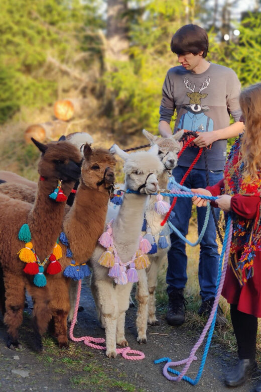 Braunschweig: Alpaca Trekking Tour - On some dates: Riddagshausen includes coffee and cake