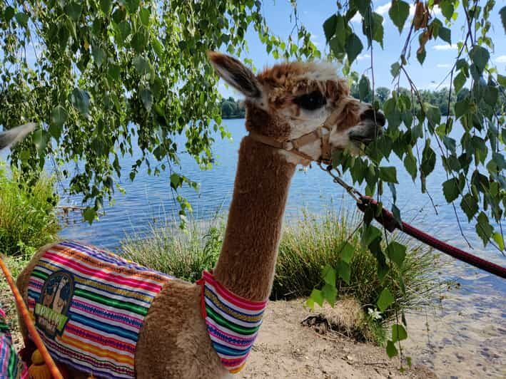 Braunschweig: Alpaca Trekking Tour - Finding the right starting point: three locations and a grey stall clue