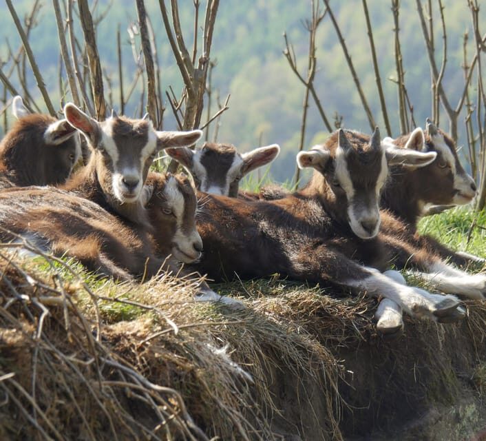 Climb the mountains together with goats - Goat herd hiking in Saxon Switzerland: a different kind of outdoors day