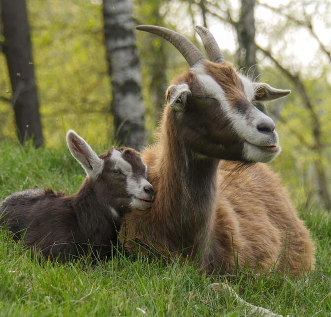 Climb the mountains together with goats - Who patu radFeld is and why the animal talk changes the whole walk
