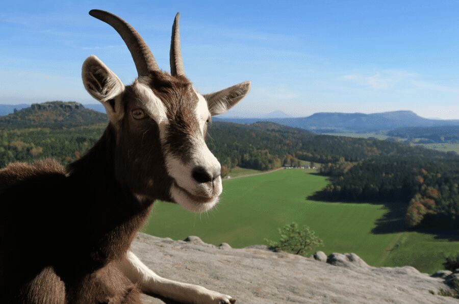 Climb the mountains together with goats - Pfaffenstein viewpoints and the jew’s harp surprise