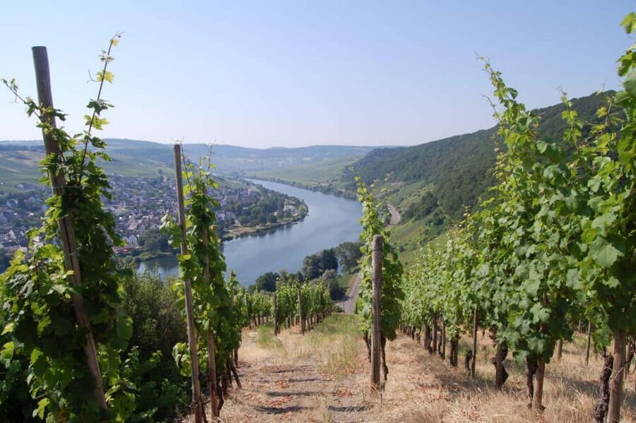 Cochem, Moselle: Wine experience hike with boat trip - Moselle Wine Views From the Start: The Cochem-to-Bruttig Boat Leg