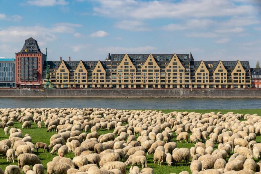 Cologne Highlights Privat Walking Tour & Panoramic boat trip - Key Highlights You Should Care About