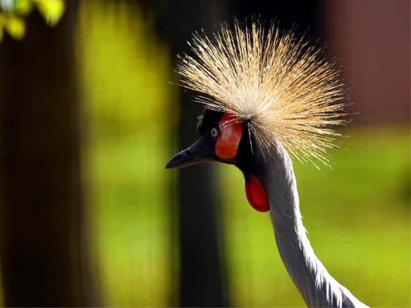 Erfurt: Erfurt Zoo Entry Ticket - Key Things I’d Prioritize at Zoopark Erfurt