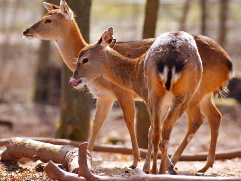 Erfurt: Erfurt Zoo Entry Ticket - Outdoor Habitats and Garden Paths That Make Viewing Feel Better