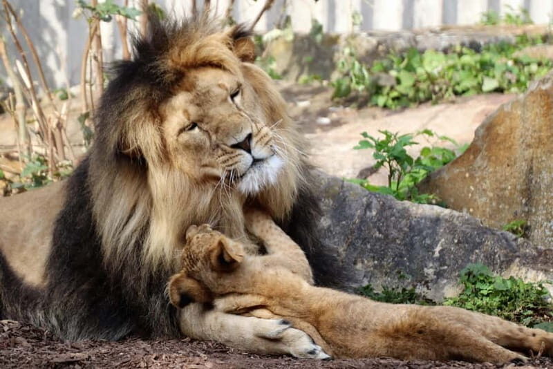 Erfurt: Erfurt Zoo Entry Ticket - Plan Your 1-Day Walk: Turning 940 Animals Into a Sane Route