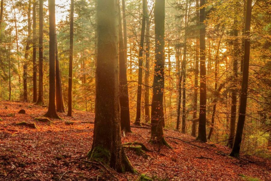 Frankfurt: Baden-Baden, Black Forest, Strasbourg Guided Tour - Price and Value: What You Get for $347 Per Person