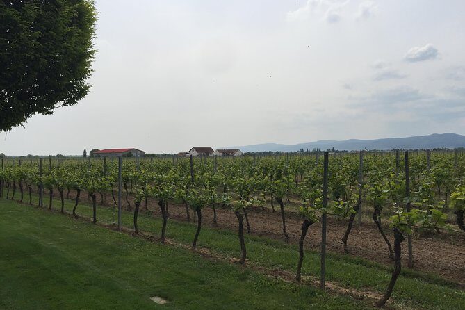 Get Pfalzed - wine tour to unique wine region to taste Red wines - Vineyards, winery time, and the rhythm of a tasting-heavy day