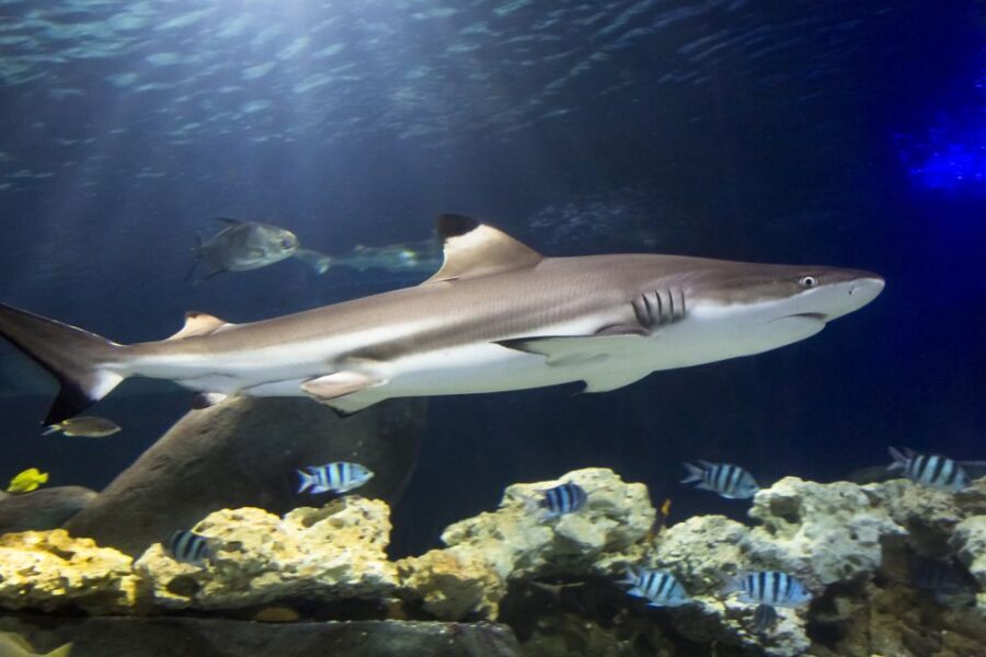 Hanover: SEA LIFE Entry Ticket - Key Highlights You’ll Actually Care About