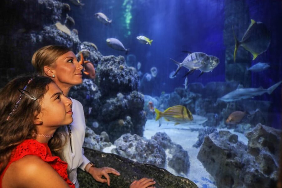 Hanover: SEA LIFE Entry Ticket - From Leine River Walkthrough to Tropical Ocean Tunnel