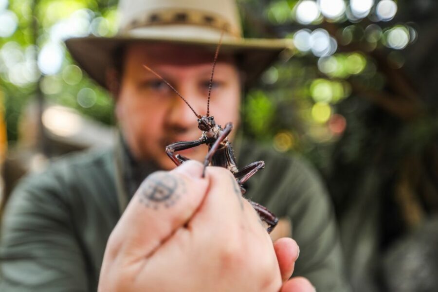 Hanover: SEA LIFE Entry Ticket - Rainforest Green House: Ranger Time and the Cuban Crocodile