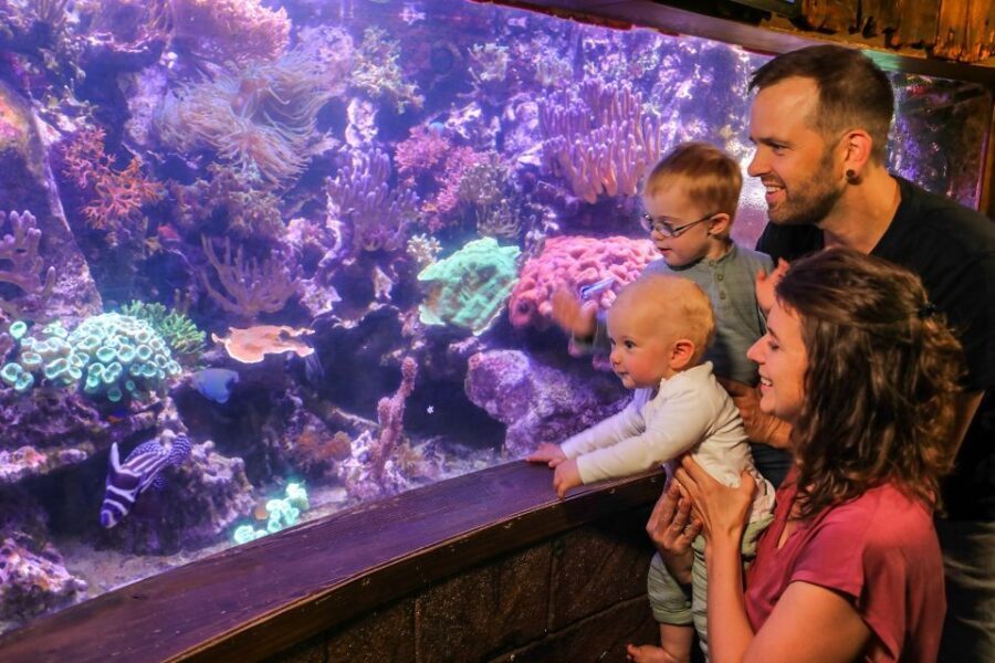 Hanover: SEA LIFE Entry Ticket - Animal Crossing: New Horizons Weeks and Tom Nook Meet & Greets