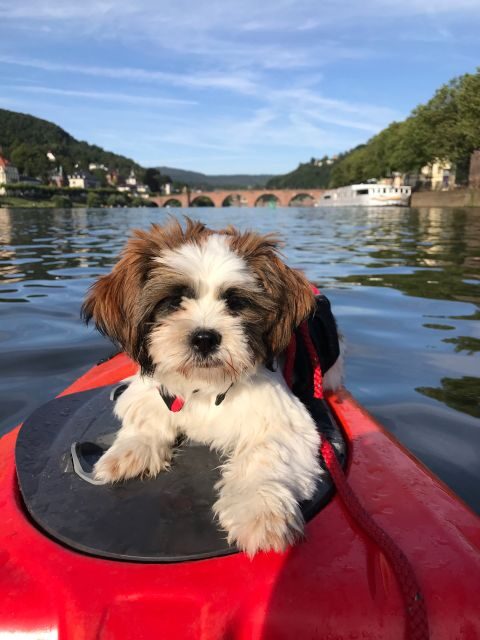 Heidelberg: 2-Hour Kayak Tour - What the Guide Actually Adds (English and German)