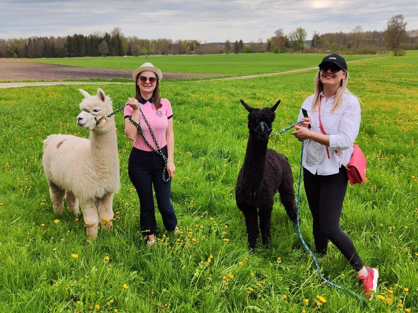 Jettingen-Scheppach: Alpaca hike through the Mindeltal - Feeding Time: Enclosure Moments with Llamas and Alpacas
