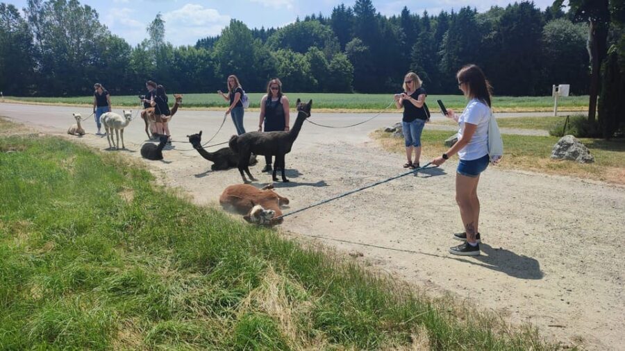 Jettingen-Scheppach: Alpaca hike through the Mindeltal - The Short Briefing That Makes the Whole Hike Better