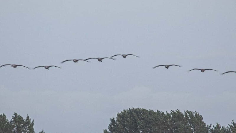 Kleine Kranichtour mit MS Swantevit ab Zingst - Why the Zingst crane route feels worth it