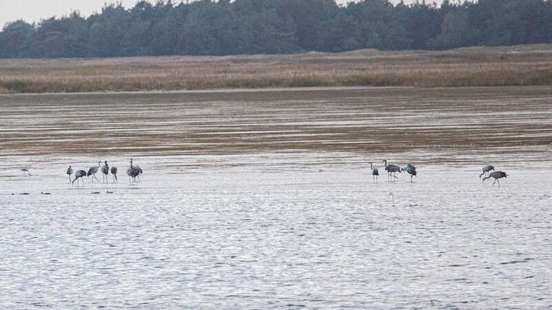 Kleine Kranichtour mit MS Swantevit ab Zingst - What to bring for crane viewing in Mecklenburg-Vorpommern