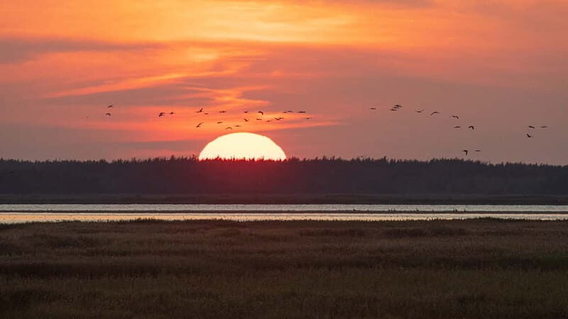 Kleine Kranichtour mit MS Swantevit ab Zingst - Value check: what you get from a 2-hour guided nature cruise