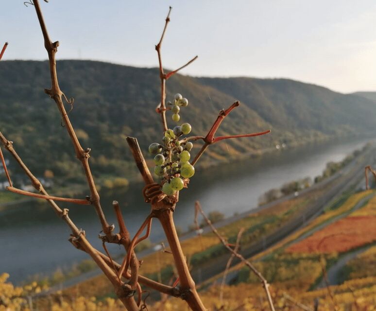 Koblenz: The Living Vineyard, Nature & Wine Enjoyment - Key Things I’d Watch For