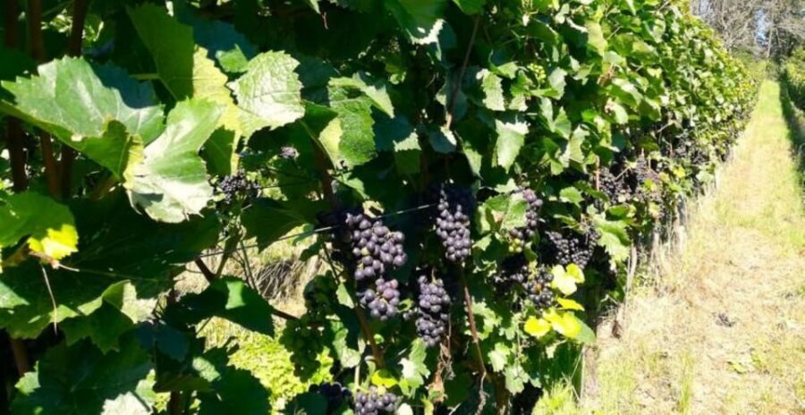 Koblenz: The Living Vineyard, Nature & Wine Enjoyment - Price, Value, and Who This Tour Fits Best