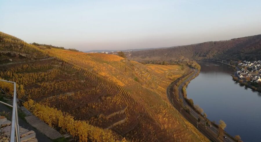 Koblenz: The Living Vineyard, Nature & Wine Enjoyment - Should You Book This Koblenz Living Vineyard Experience?