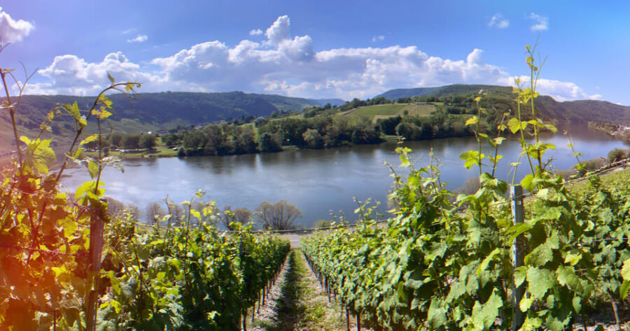 Kröv, Moselle: COVERED WAGON RIDE through the vineyards with wine tasting - The Family Distillery Treat: A Memorable Finish