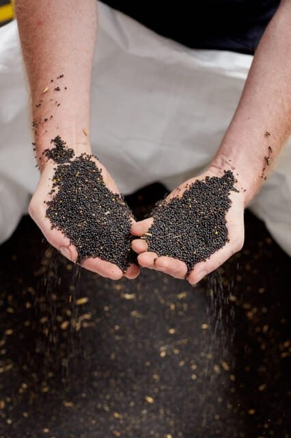 Leipzig oil mill: guided tour & tasting - Sustainability talk that isn’t just slogans