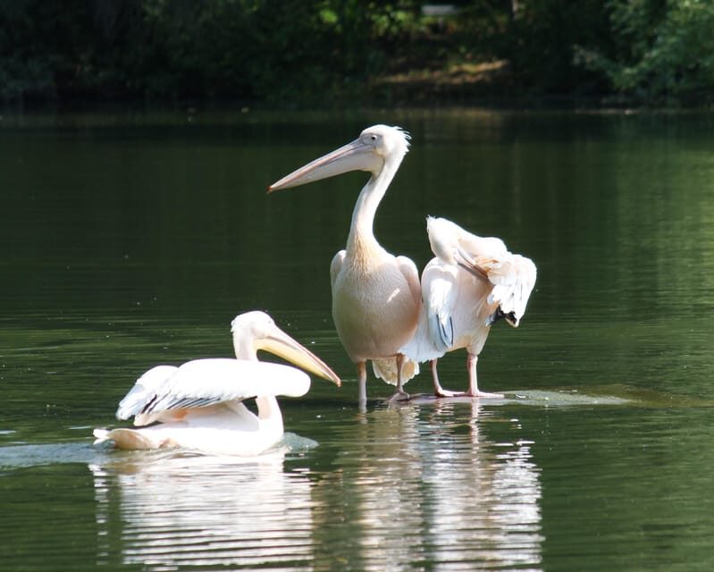 Mannheim, guided park tour: Luisenpark - Price and value: $12 guided tour, plus separate admission