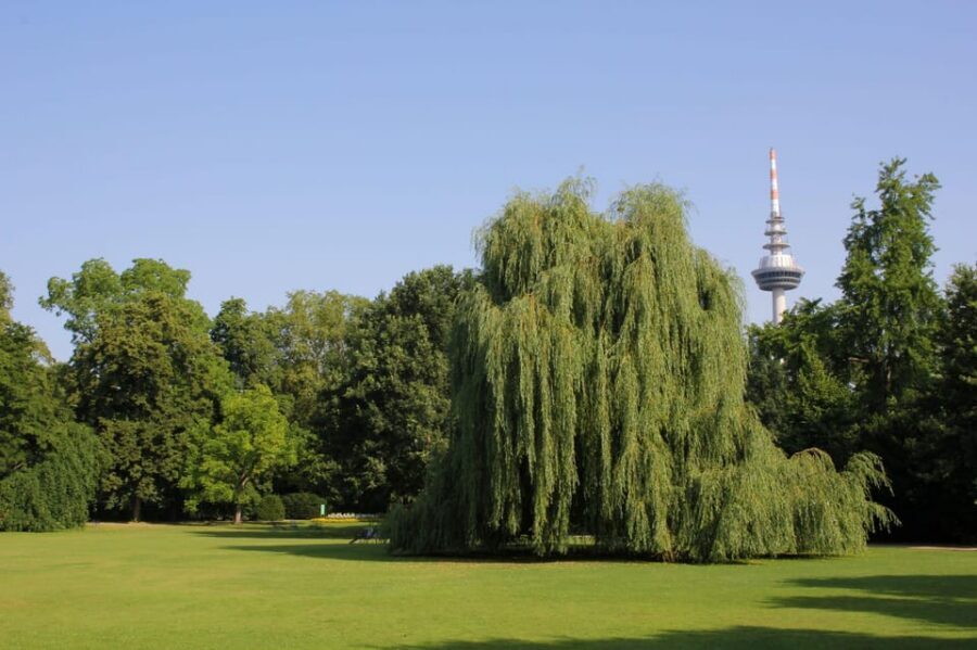 Mannheim, guided park tour: Luisenpark - Where to meet and how the 1.5-hour walk works